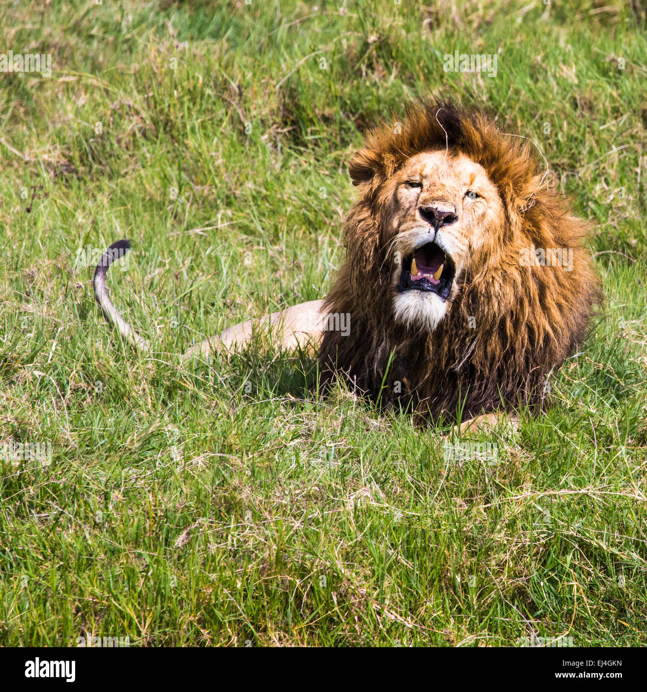 Grand Lion montrant ses dents dangereuses dans le Masai Mara, Kenya. Banque D'Images