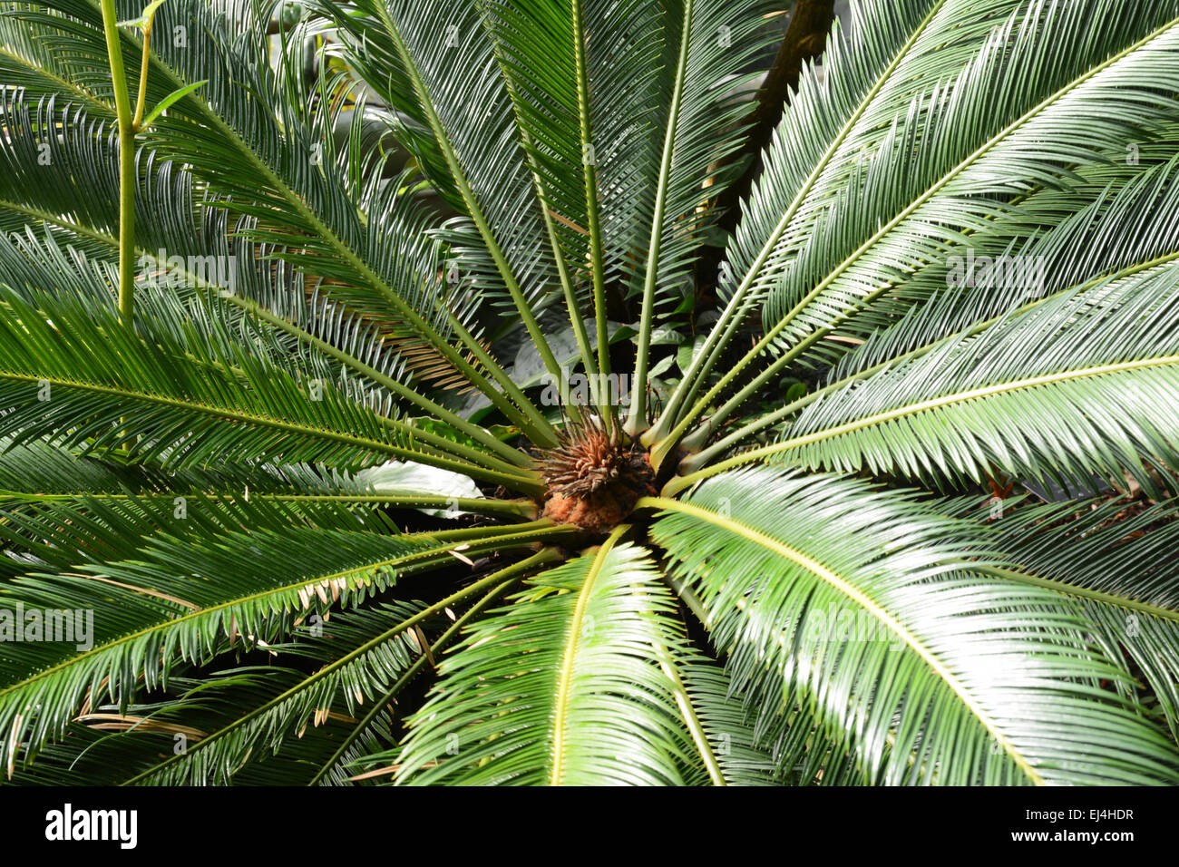 Fougère arborescente Banque D'Images