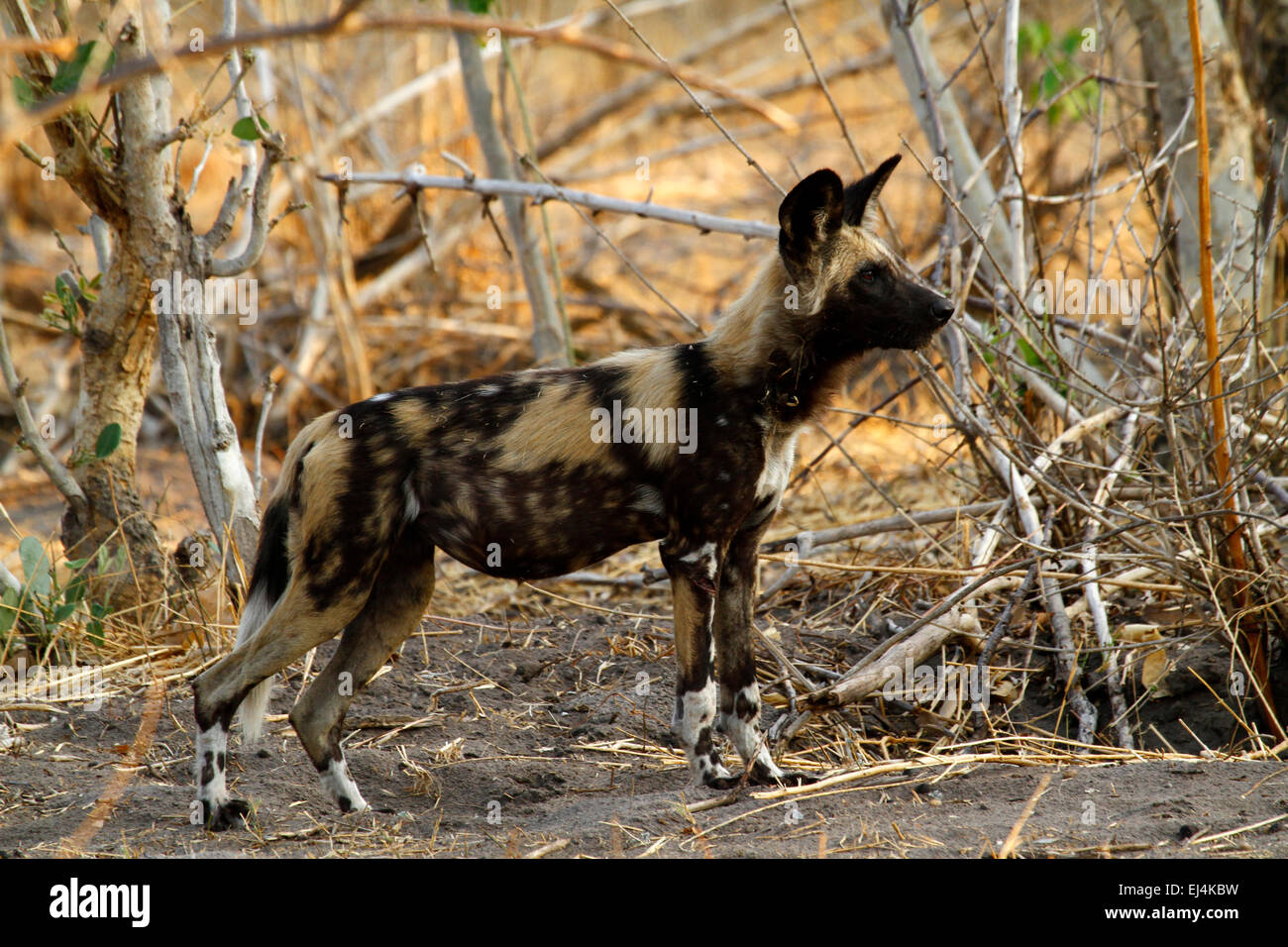 Chien sauvage d'Afrique en voie de disparition, exemple magnifique de cette très intelligente d'un mammifère prédateur keystone en Afrique Banque D'Images