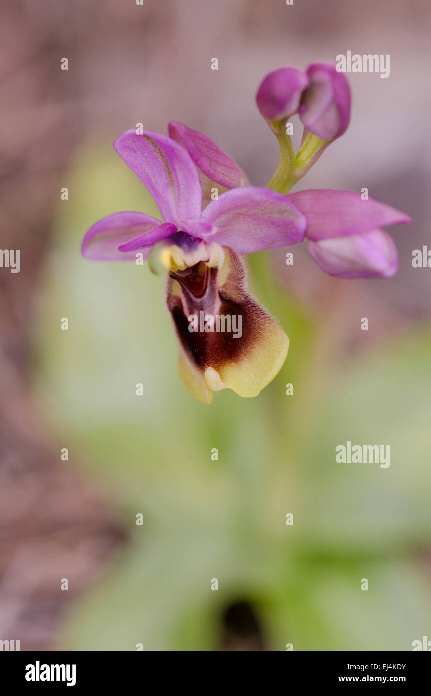 L'orchidée mouche, Ophrys tenthredinifera, Andalousie, Sud de l'Espagne. Banque D'Images