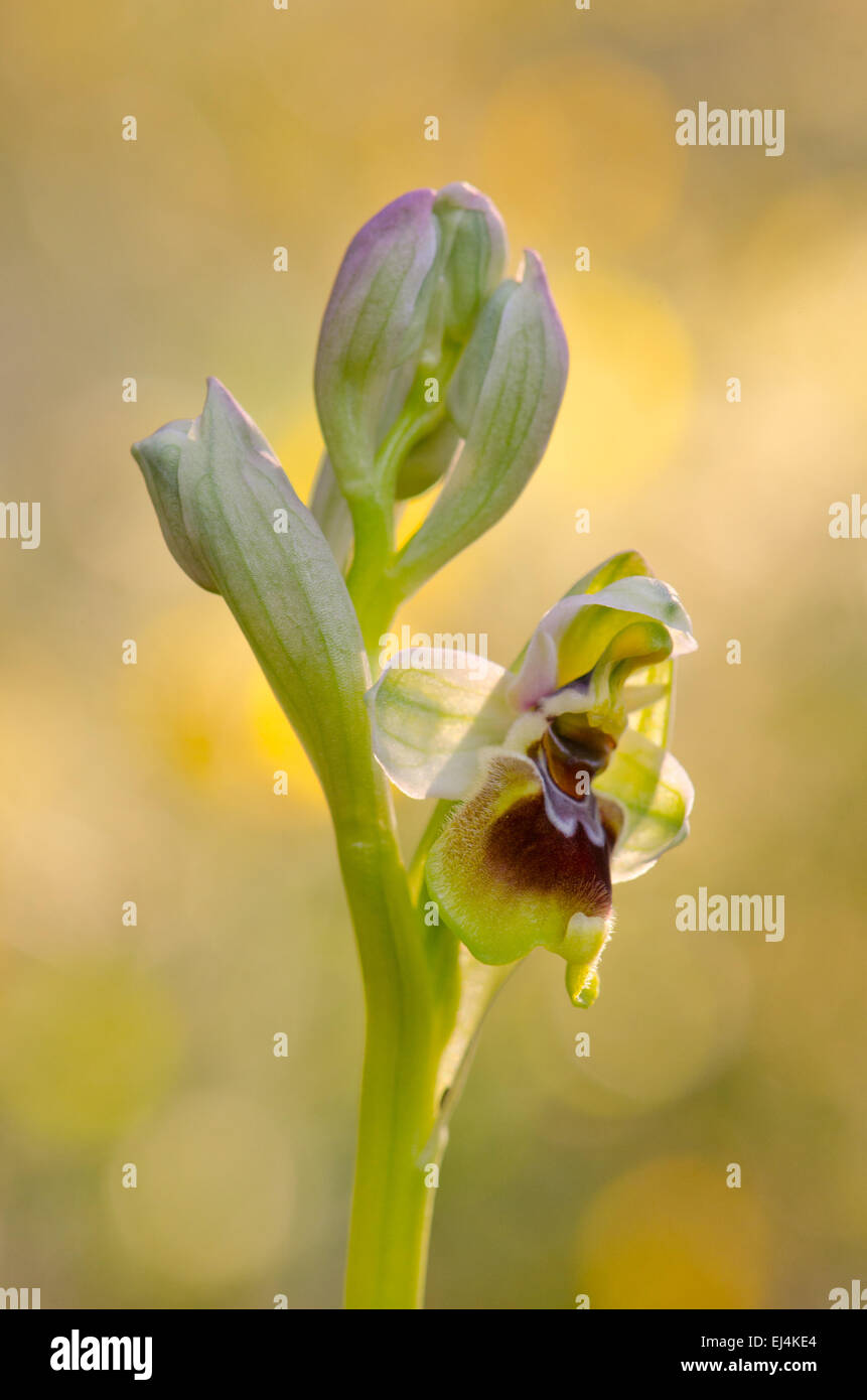 L'orchidée mouche, Ophrys tenthredinifera, Andalousie, Sud de l'Espagne. Banque D'Images