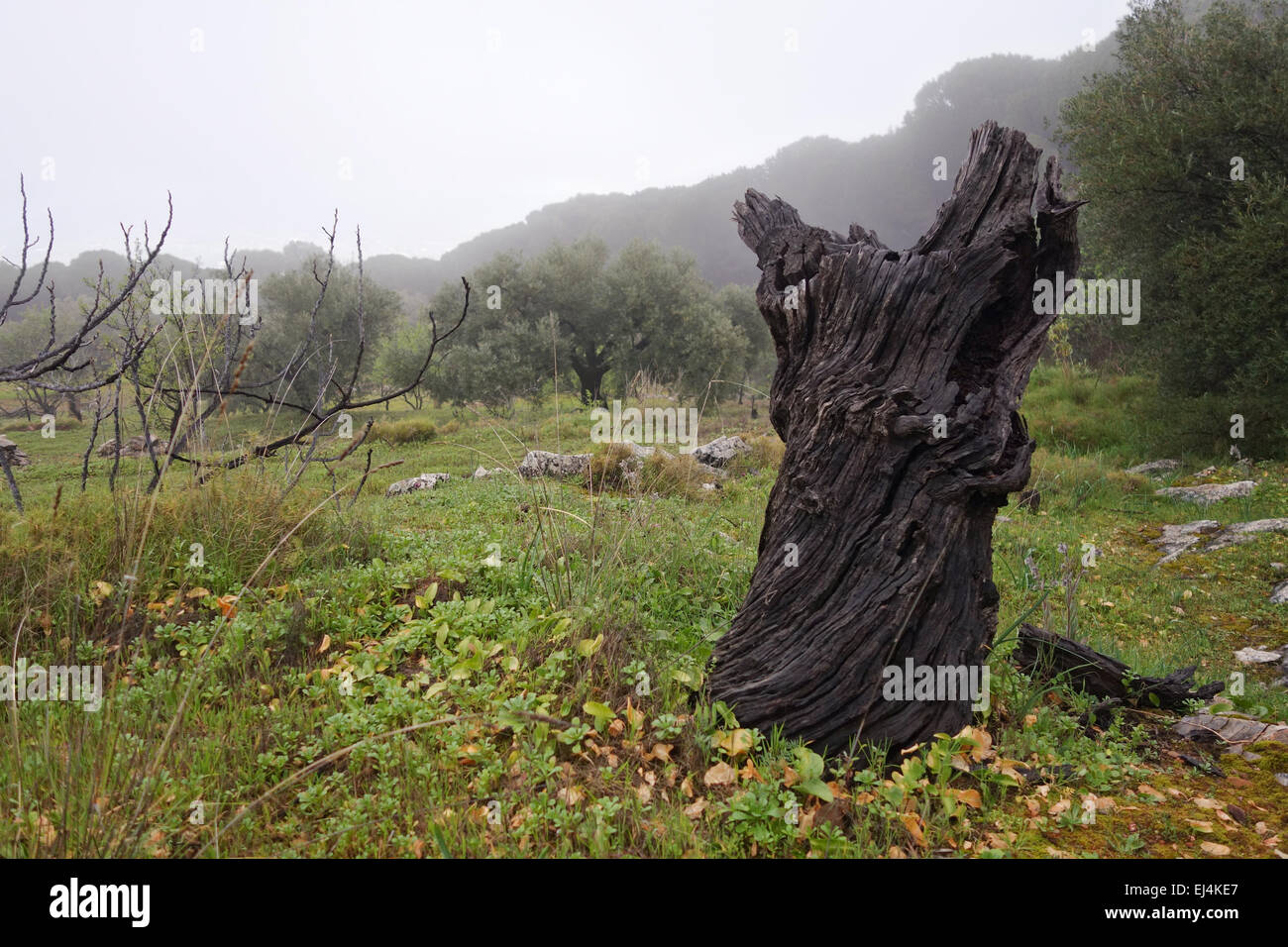 Dead tree trunk, Olive oliveraie, Andalousie, espagne. Banque D'Images