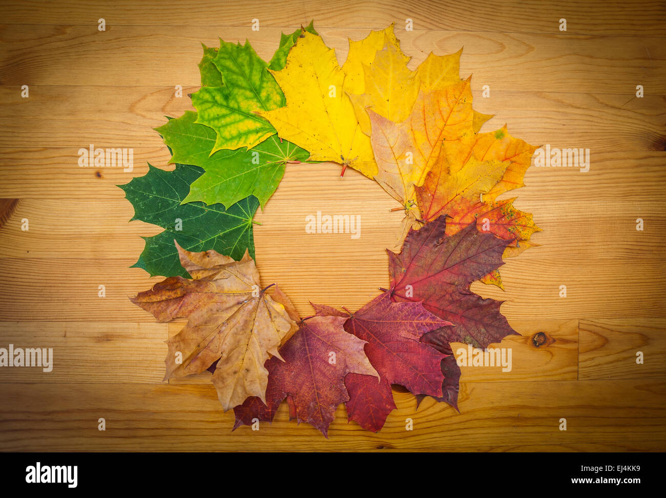 Cercle de vie d'une feuille, couleurs de l'automne, la nature Banque D'Images