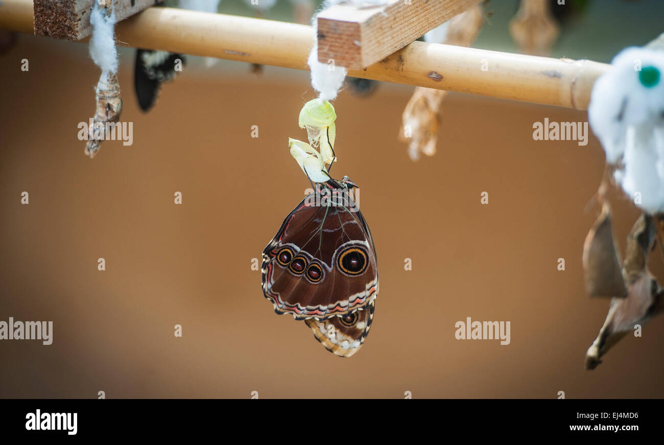 Papillon avec cocoon Banque D'Images