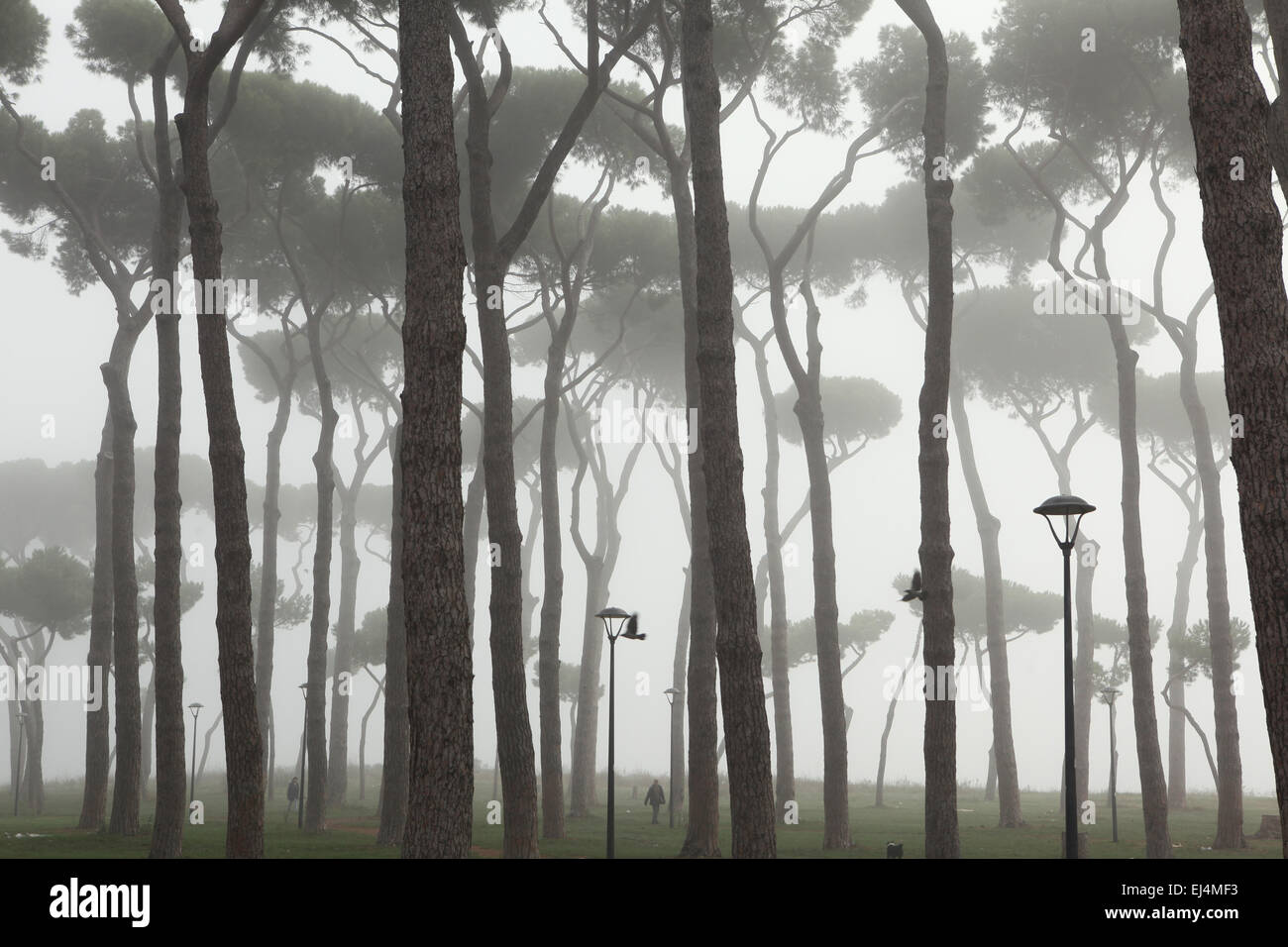 Matin brouillard recouvre stone les pins (Pinus pinea) dans le parc de La Pineta Sacchetti à Rome, Italie. Banque D'Images