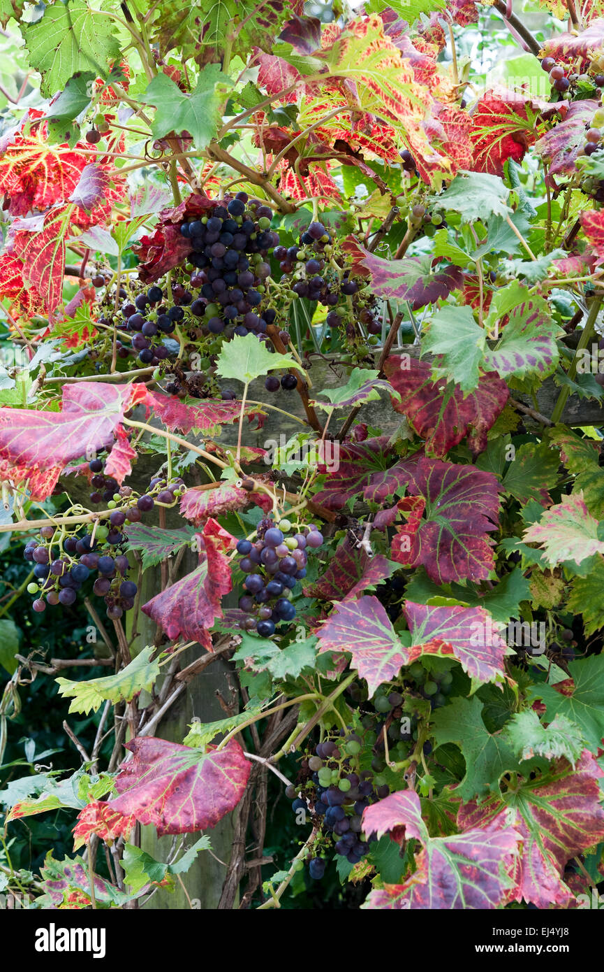 La croissance des raisins raisin viticulture nourriture automne Banque D'Images