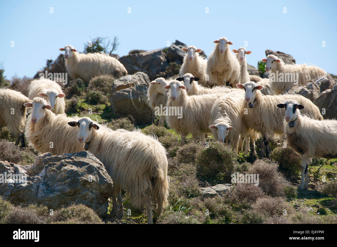 Troupeau de moutons dans les montagnes du sud de la Crète Banque D'Images