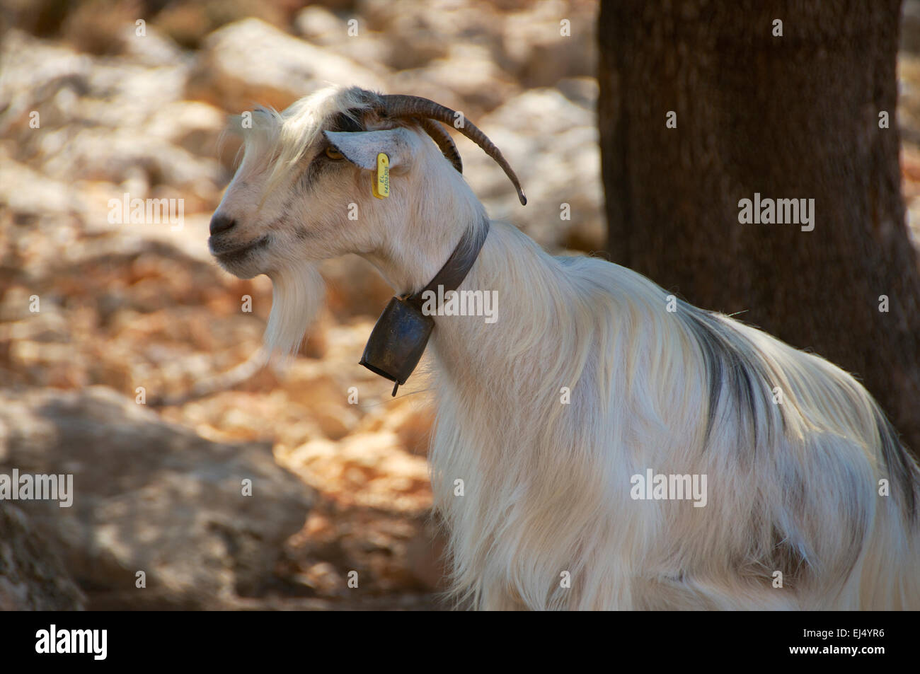 Chèvre crétoise blanc avec une fine barbe blanche et Bell Banque D'Images