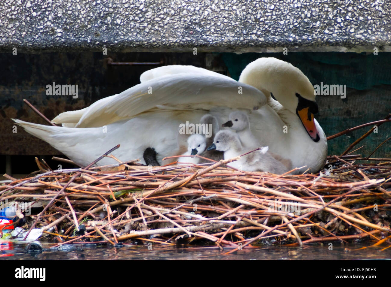 Swan et nouveaux-nés cygnets sur son nid, Wapping, canal de Londres. Banque D'Images