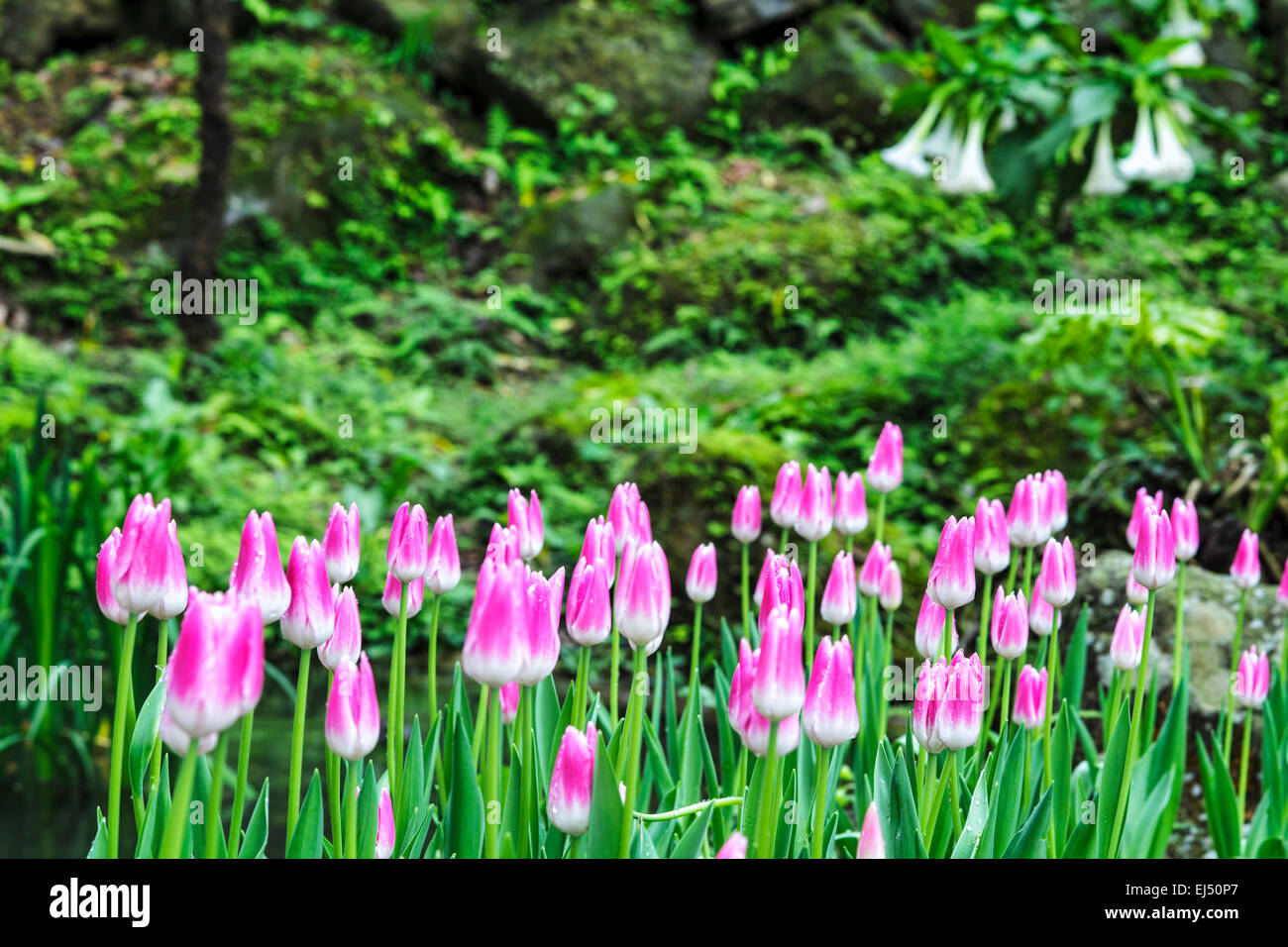 Tulip. Beau bouquet de tulipes. tulipes colorées. tulipes au soleil du printemps dans le champ de tulipes. Banque D'Images