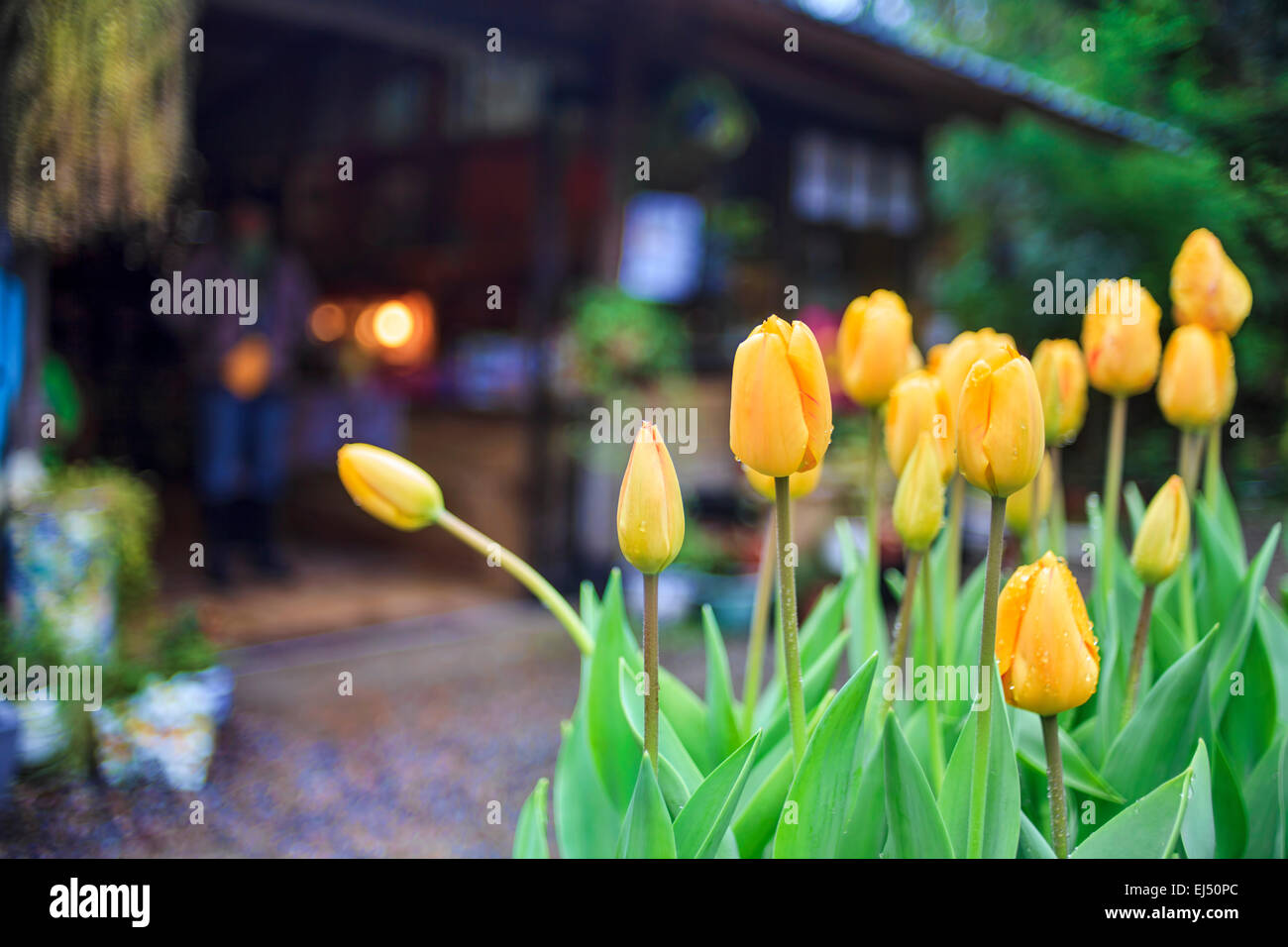 Tulip. Beau bouquet de tulipes. tulipes colorées. tulipes au soleil du printemps dans le champ de tulipes. Banque D'Images