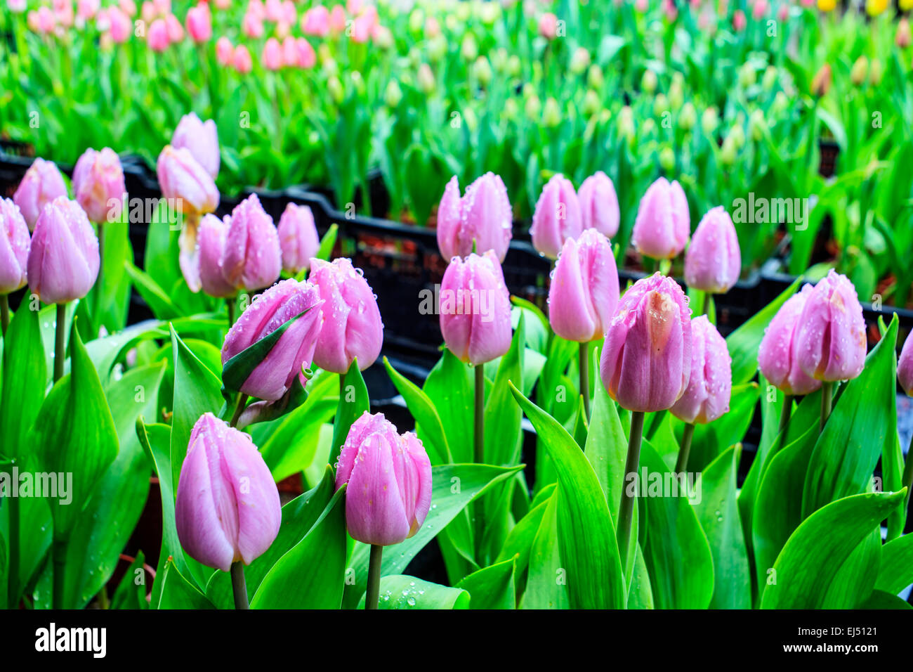 Tulip. Beau bouquet de tulipes. tulipes colorées. tulipes au soleil du printemps dans le champ de tulipes. Banque D'Images