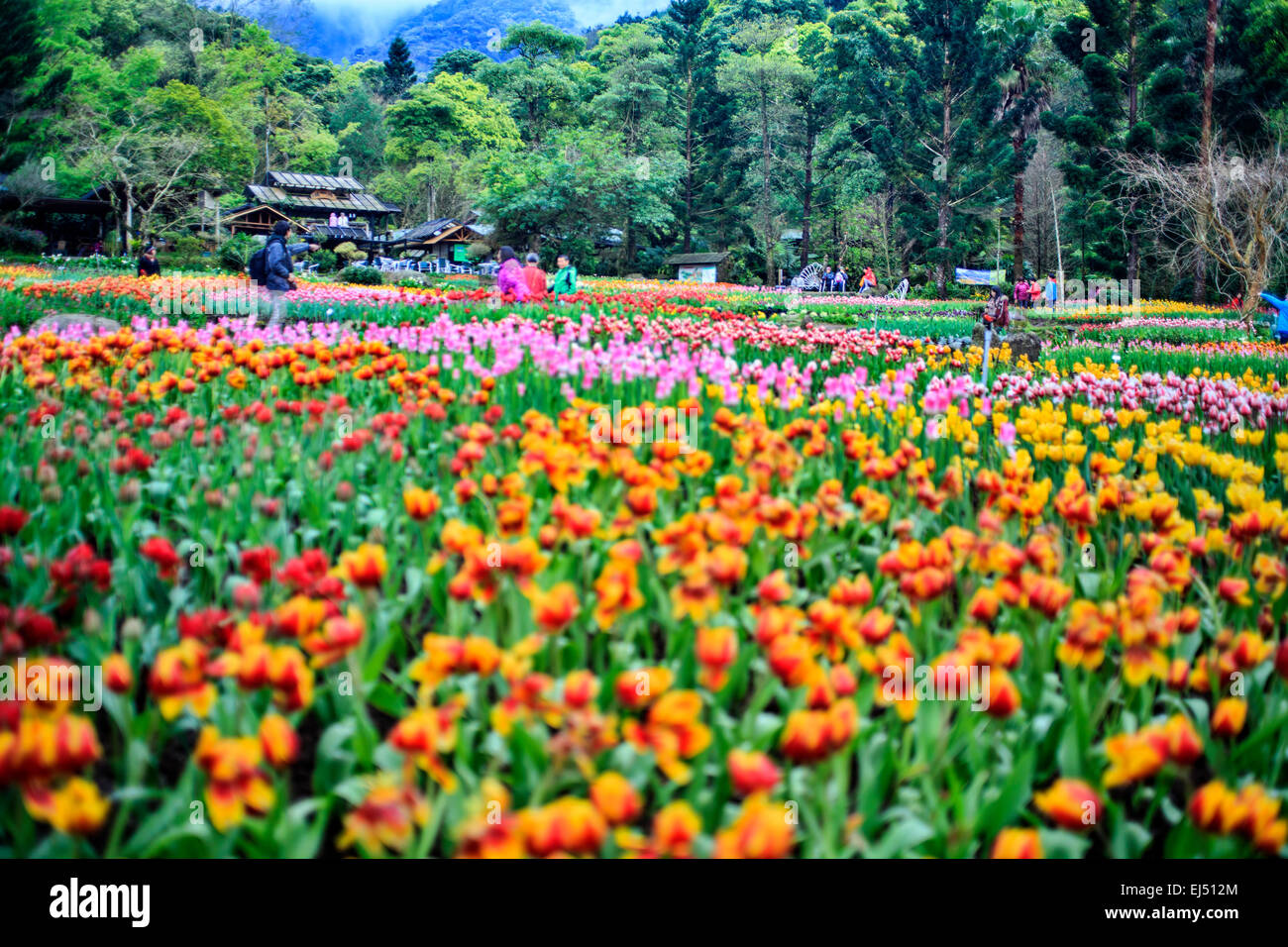 Tulip. Beau bouquet de tulipes. tulipes colorées. tulipes au soleil du printemps dans le champ de tulipes. Banque D'Images