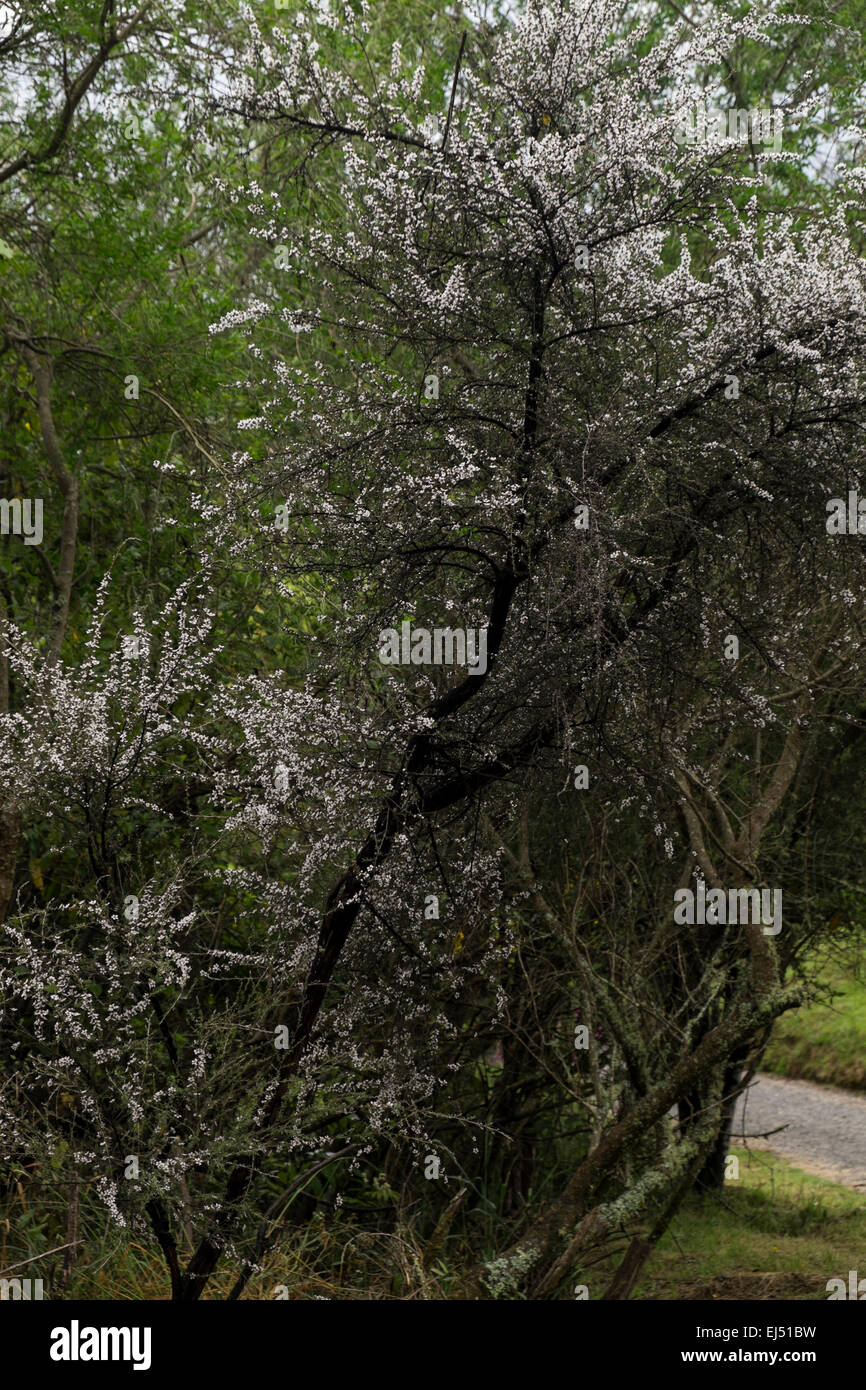 Leptospermum scoparium arbuste en fleurs, manuka, Nouvelle-Zélande. Banque D'Images