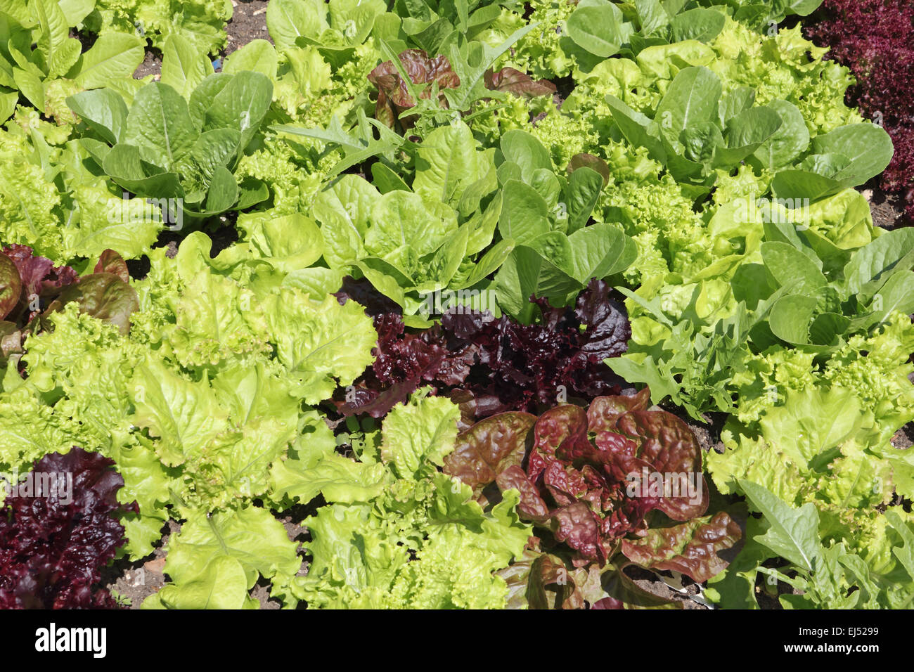 Mixed salad leaves growing extérieur dans un potager. Surrey, Angleterre, Royaume-Uni. Banque D'Images