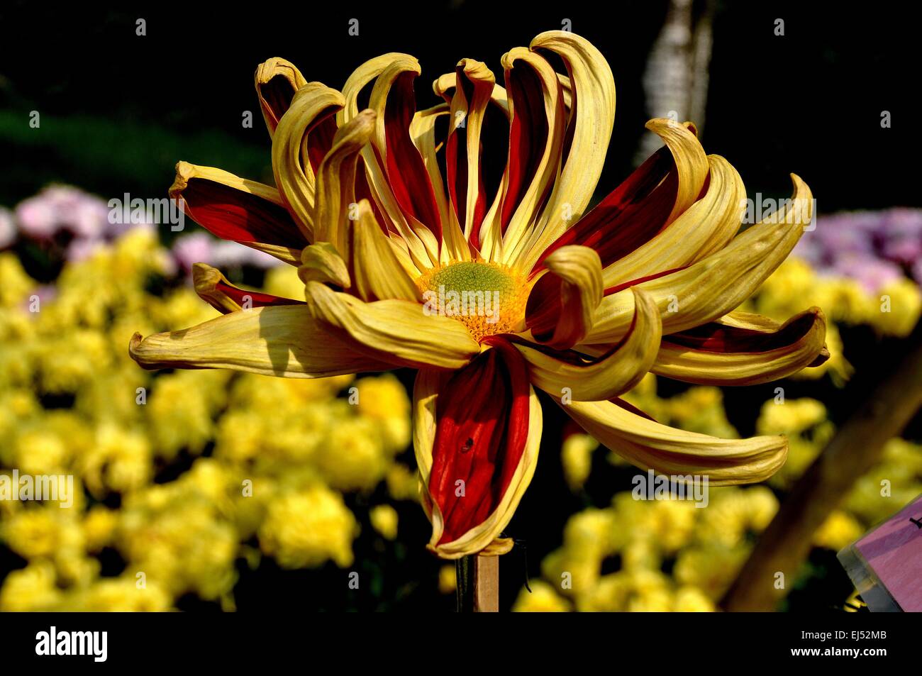 Qingbaijiang, Chine : Rouille et jaune pétales maman araignée exposée au Parc du lac Phoenix 2012 Chrysanthème Afficher Banque D'Images
