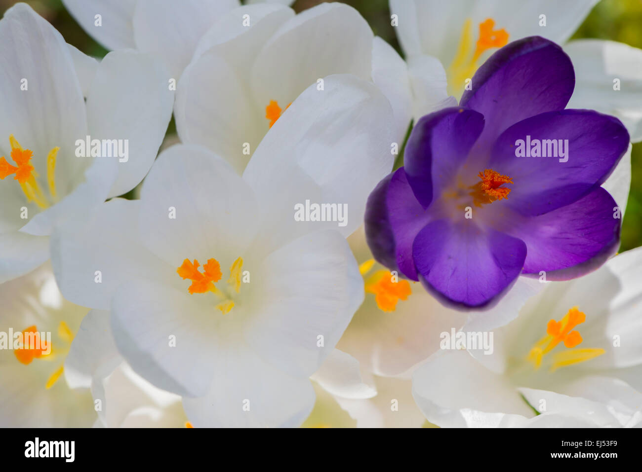 Crocus Mauve et blanc flowers in garden Banque D'Images