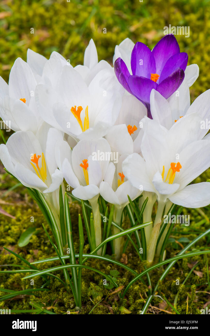 Crocus Mauve et blanc à fleurs jardin sur l'herbe. Banque D'Images