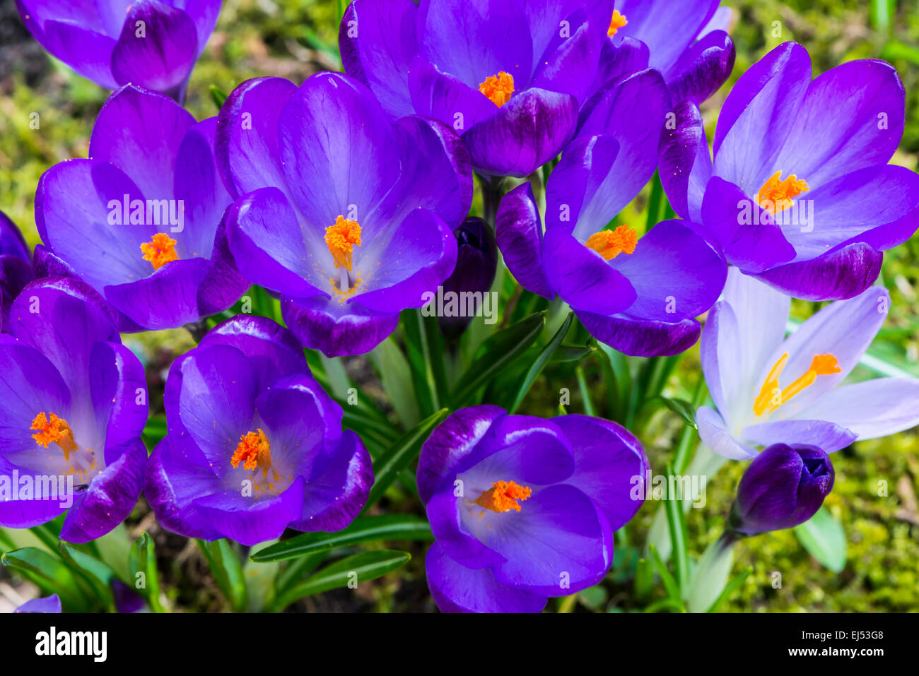 Purple crocus fleurs dans le jardin. Banque D'Images