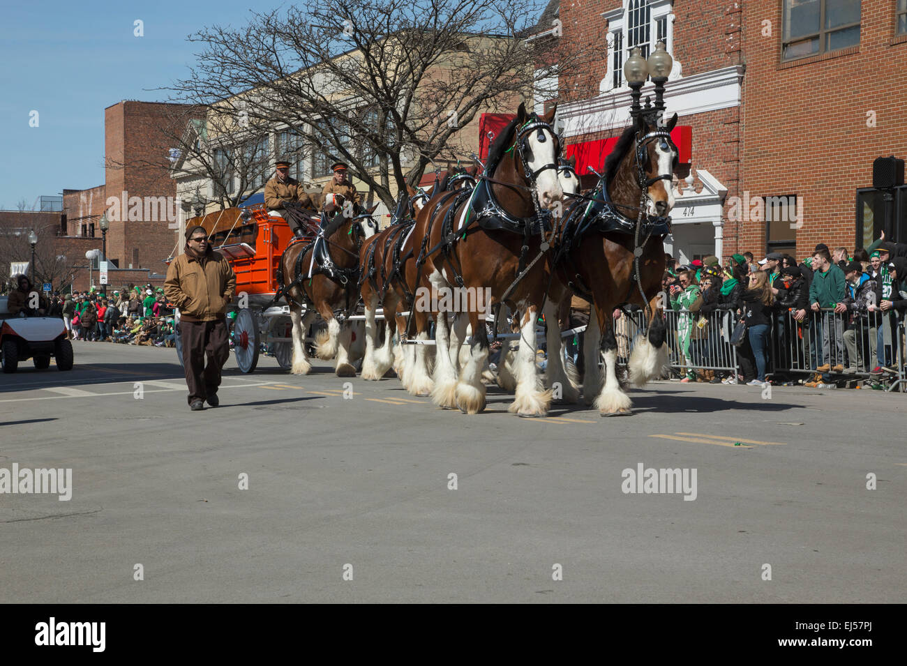 Tirez les chevaux Clydesdale wagon bière, Saint Patrick's Day Parade, 2014, South Boston, Massachusetts, USA Banque D'Images