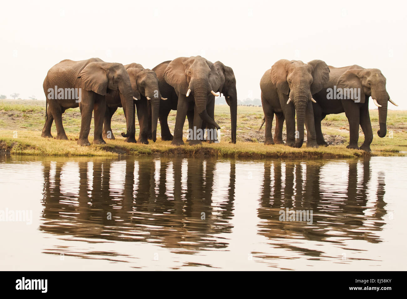 Troupeau d'éléphants africains entassés, attendant de traverser la rivière Chobe, Chobe National Park, Botswana, Africa. Banque D'Images