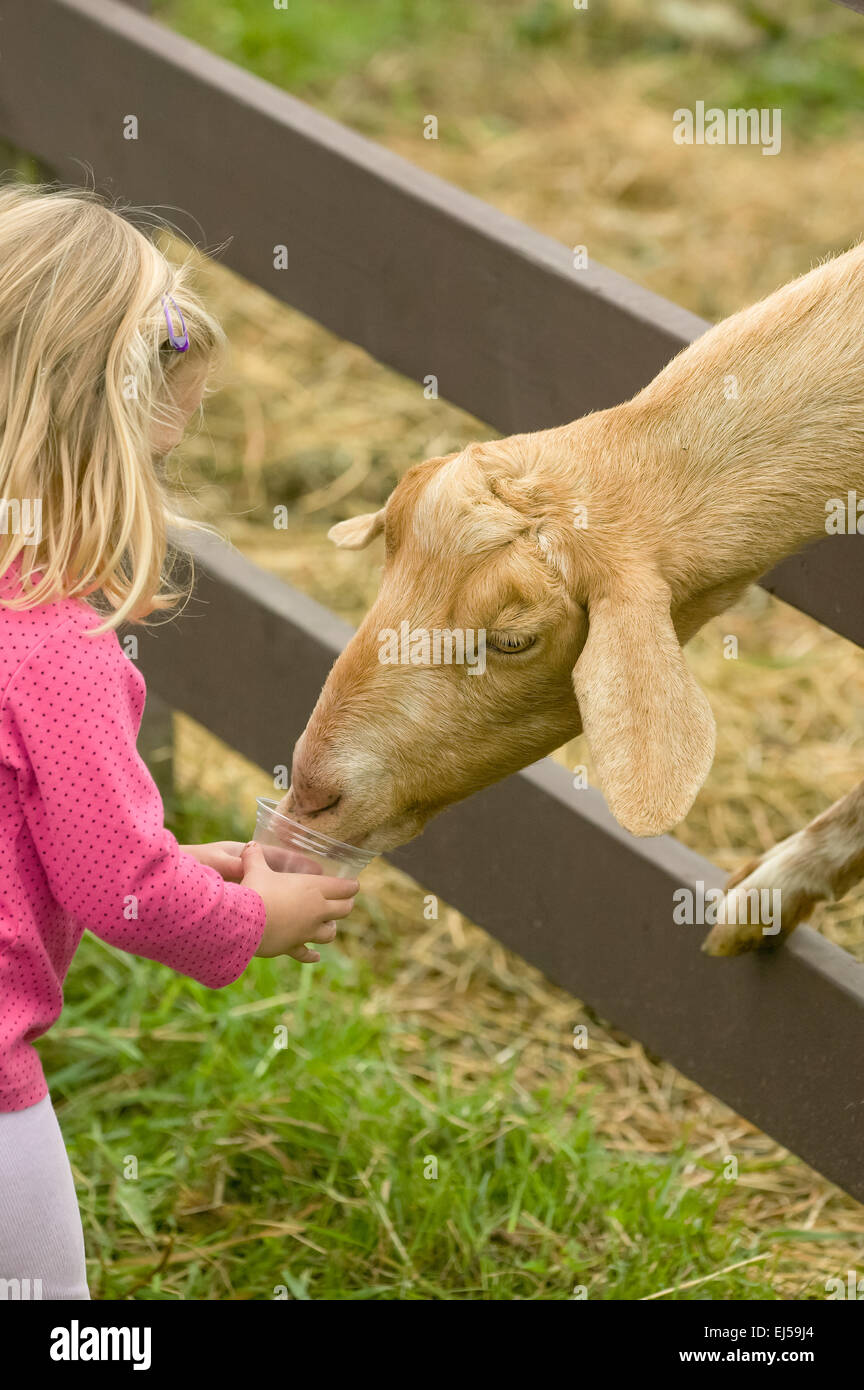 Jeune fille chèvre Nubian alimentation (nommé Whassup) qui est piquer sa tête à travers la clôture à Fall City Farms Banque D'Images