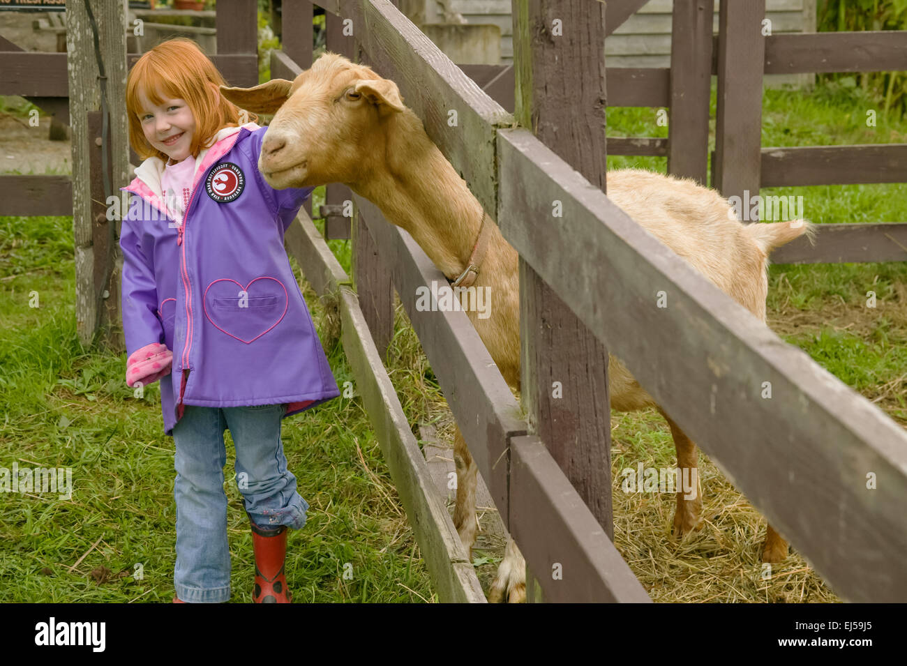 Jeune fille de flatter la chèvre nubienne (nommé Whassup) qui est piquer sa tête à travers la clôture à Fall City Farms Banque D'Images