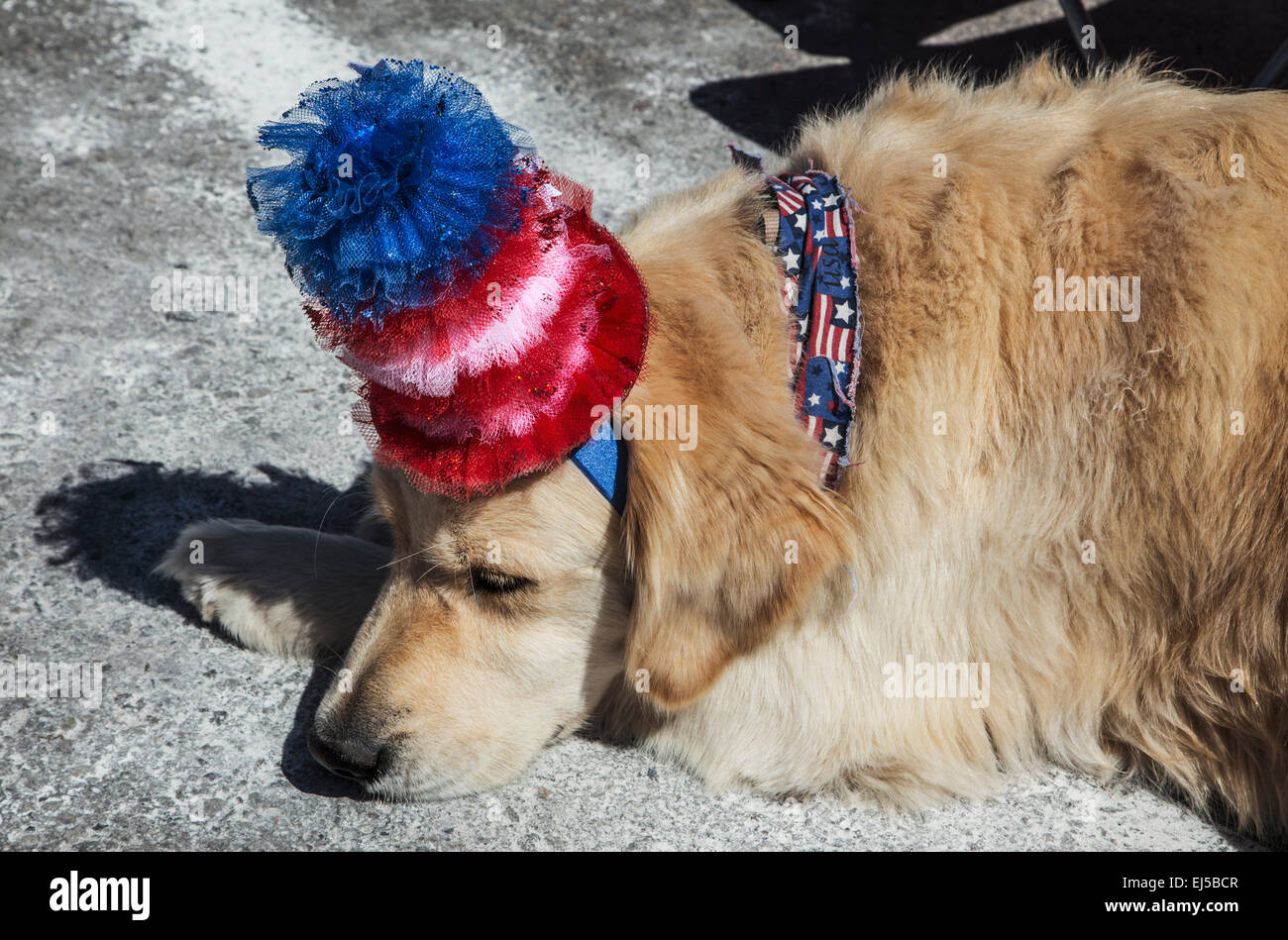 Sleeping Dog avec Red White and Blue Hat, le 4 juillet, Independence Day Parade, Telluride, Colorado, USA Banque D'Images