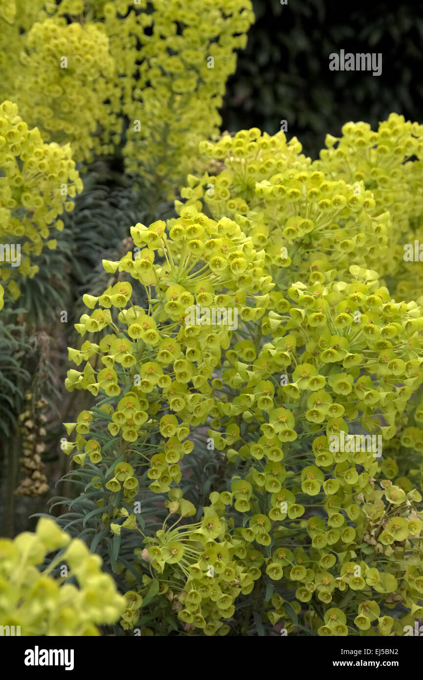 Euphorbia characias subsp. wulfenii Banque D'Images