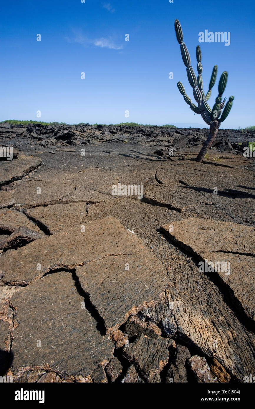 Cactus accroissant hors de champs de lave, îles Galapagos, Equateur Banque D'Images