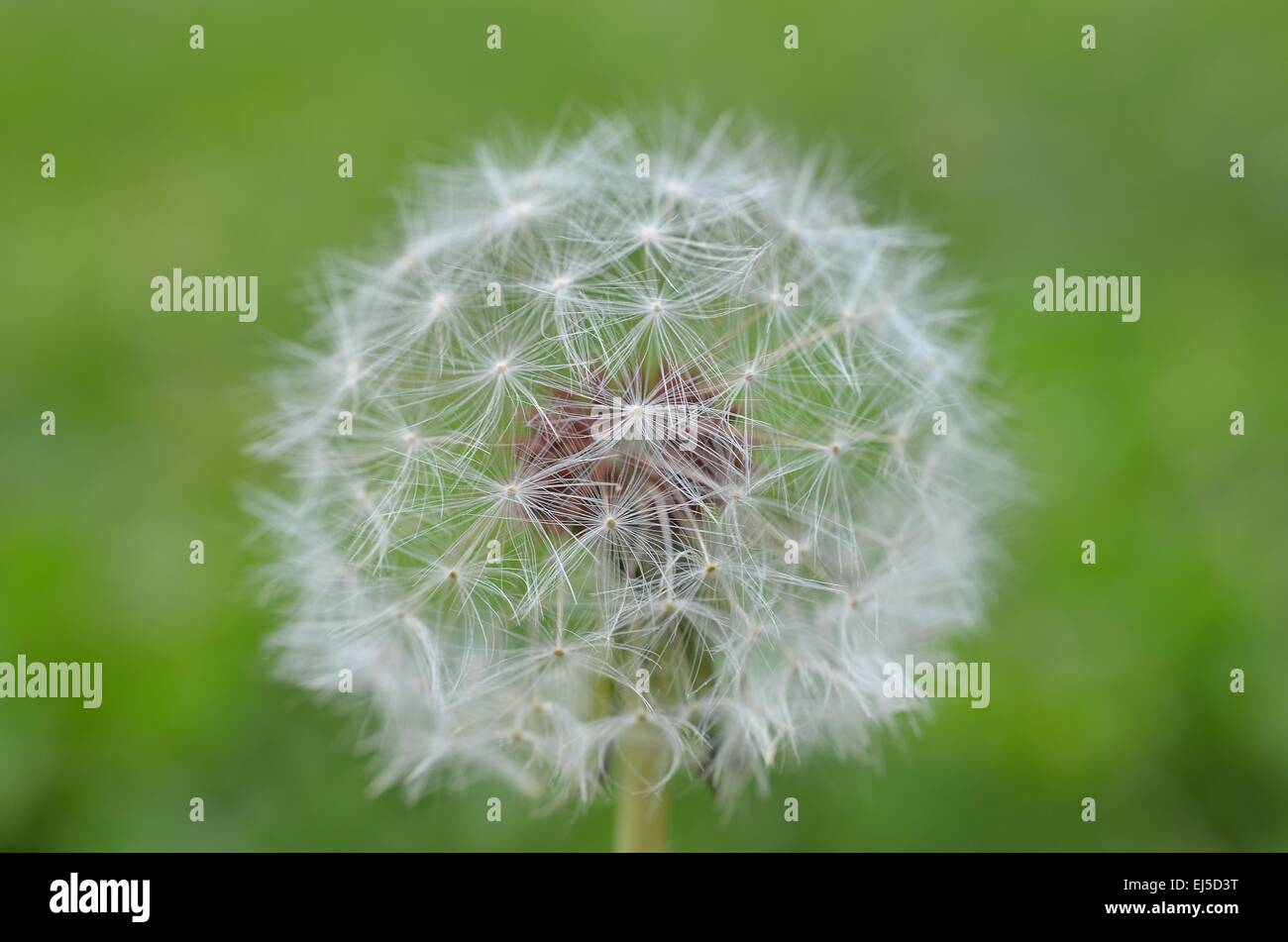 Le pissenlit en graines plein Banque D'Images