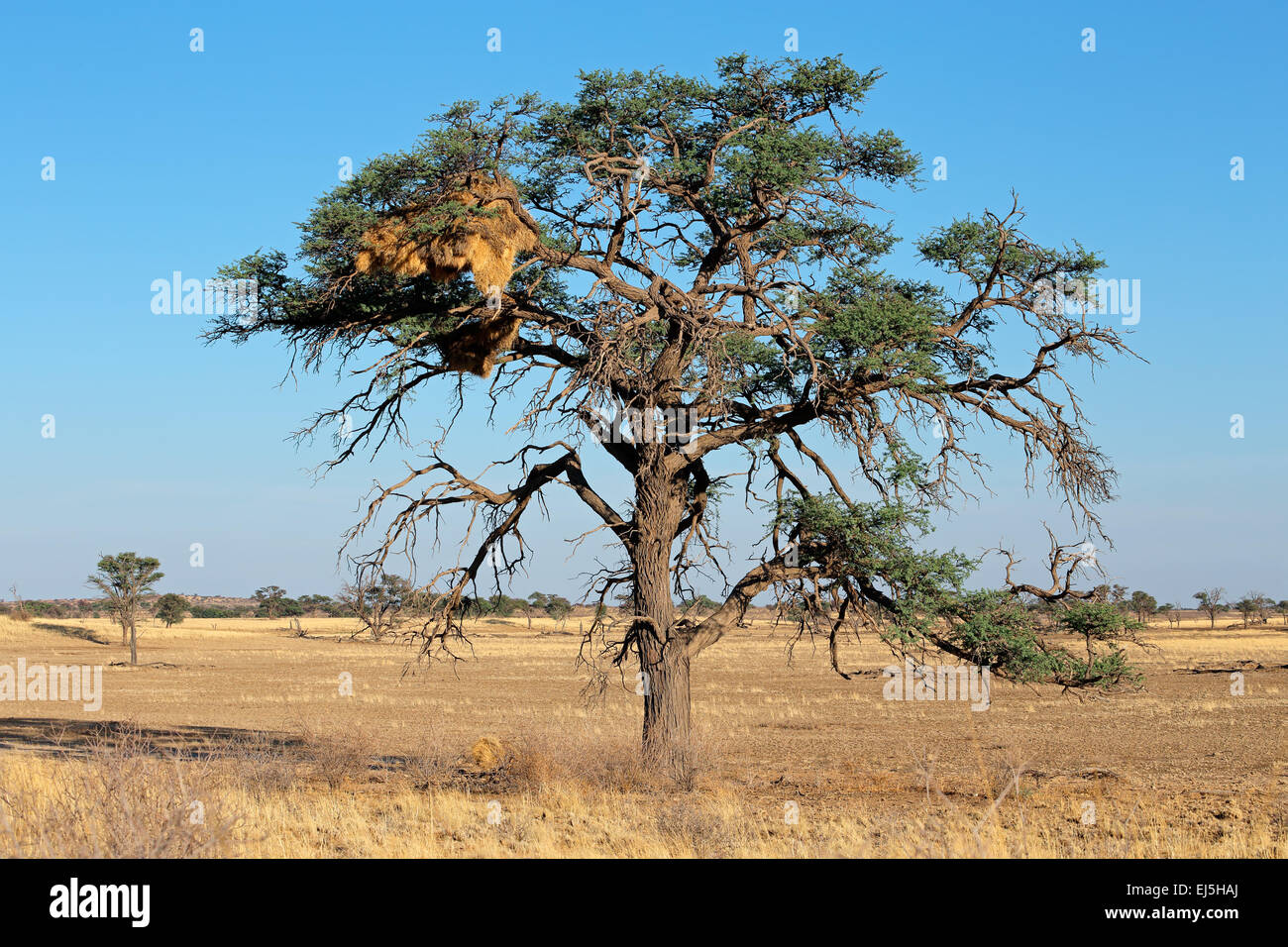 Acacia africains avec un nid de tisserands sociable (Philetairus socius), Kalahari, Afrique du Sud Banque D'Images