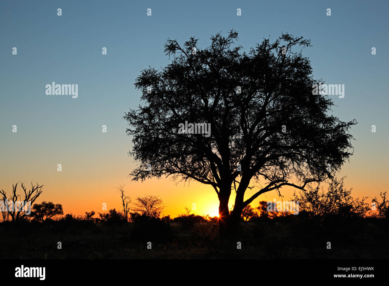 Coucher de soleil avec des acacias africains silhouetté, désert du Kalahari, Afrique du Sud Banque D'Images