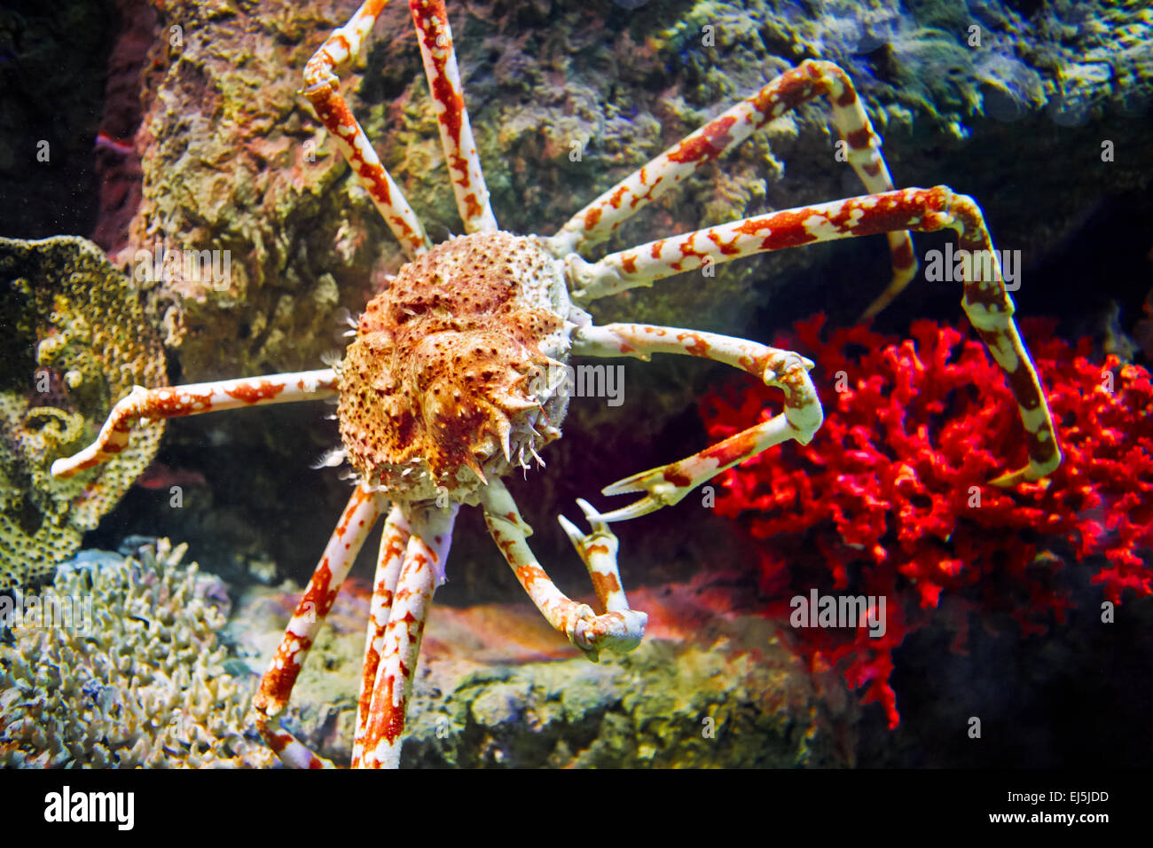 Araignée de mer japonais. Nom scientifique : Macrocheira kaemferi. Vinpearl Land Aquarium, Phu Quoc, Vietnam. Banque D'Images
