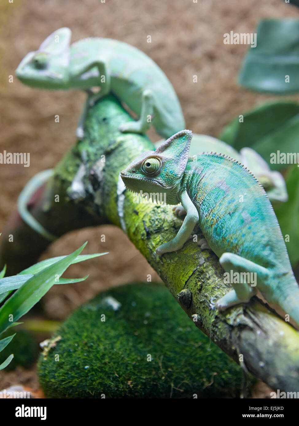 The Veiled Chameleon. Nom scientifique : Chamaeleo calyptratus. Vinpearl Land Aquarium, Phu Quoc, Vietnam. Banque D'Images