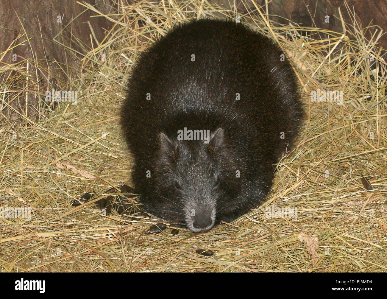 Le cubain ou Desmarest (Capromys pilorides) Hutia Banque D'Images