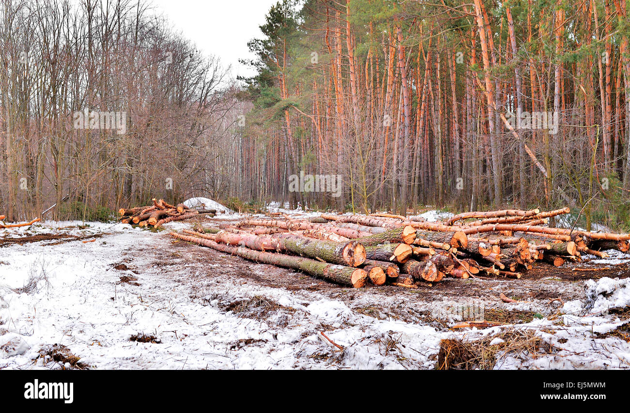 La déforestation, la destruction de la nature Banque D'Images
