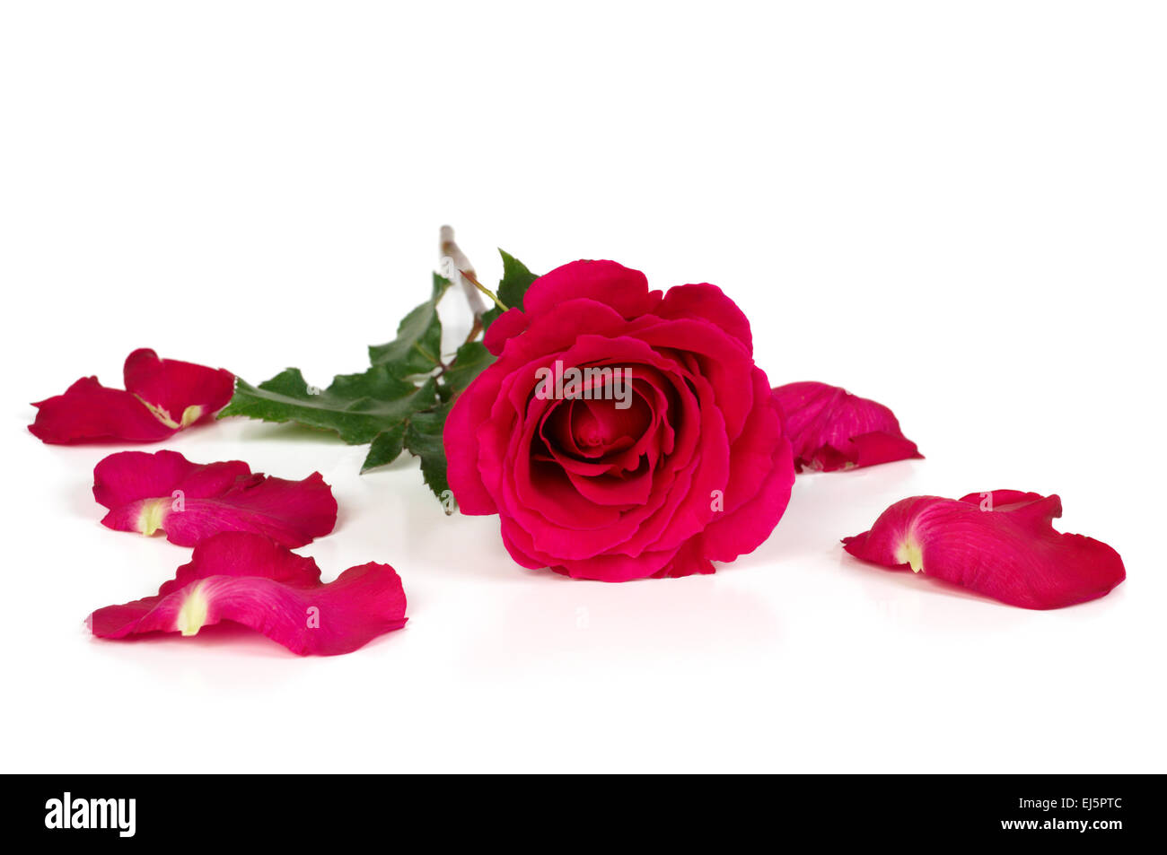 Rose rouge avec pétales déchirés isolated on white Banque D'Images