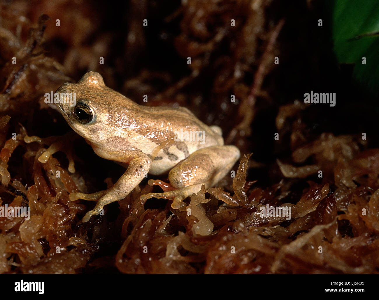 Les grenouilles, Reed africains Hyperolius sp., l'Afrique, des Hyperoliidae Banque D'Images