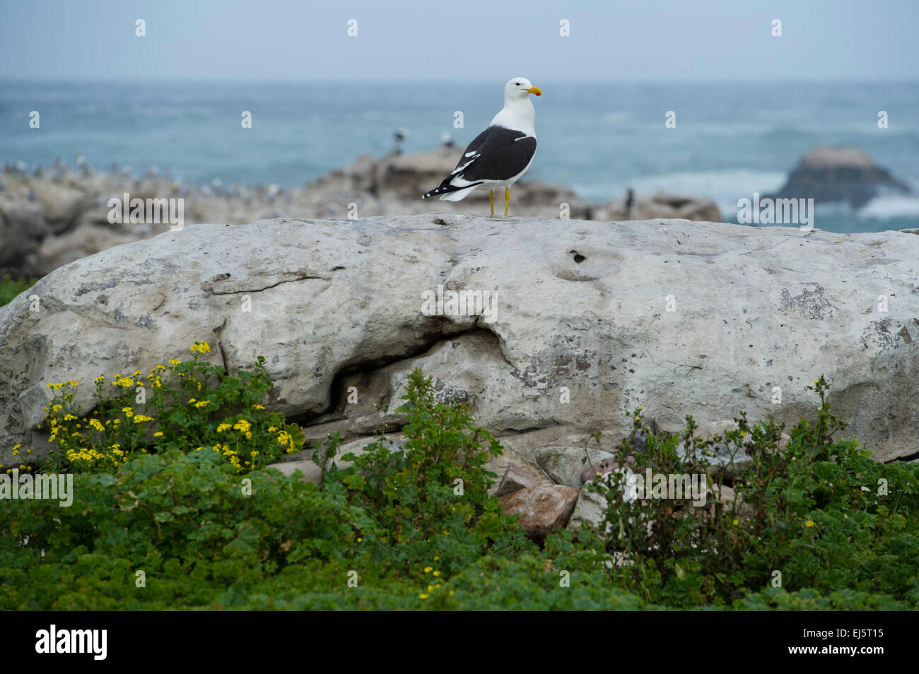 Le varech, Larus dominicanus, Lambert's Bay, Afrique du Sud Banque D'Images