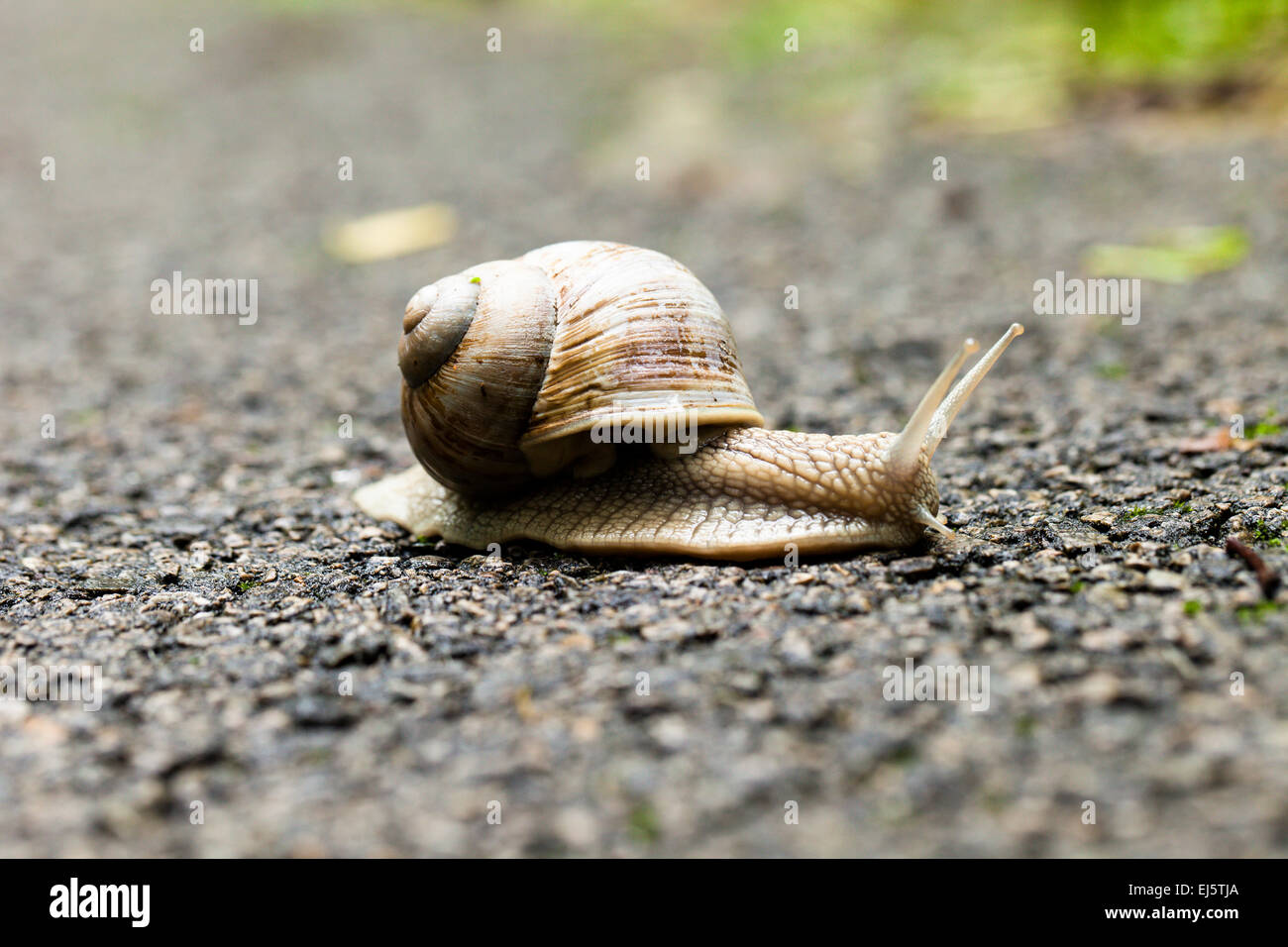 Petit escargot marron Banque D'Images