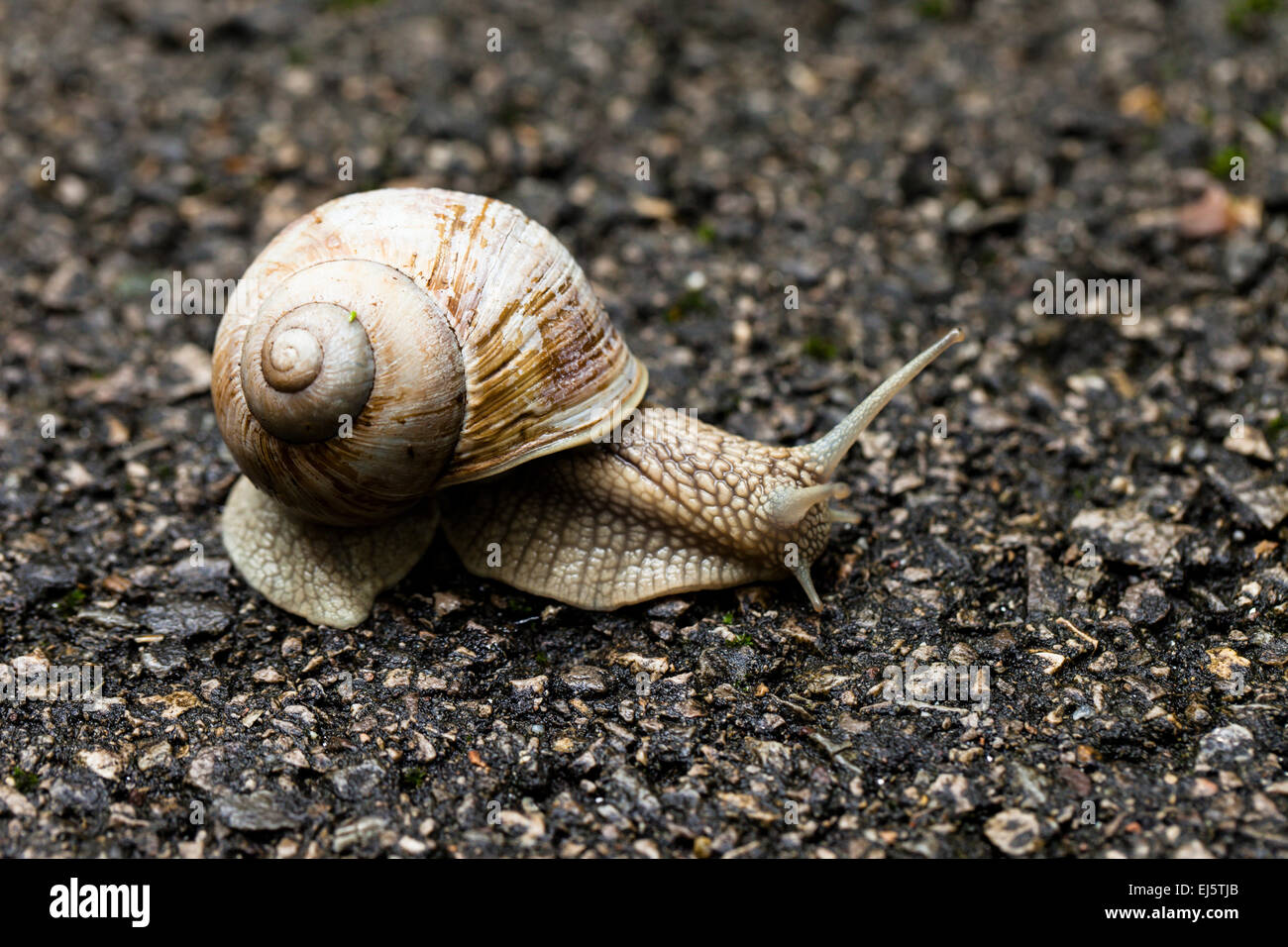 Petit escargot marron Banque D'Images