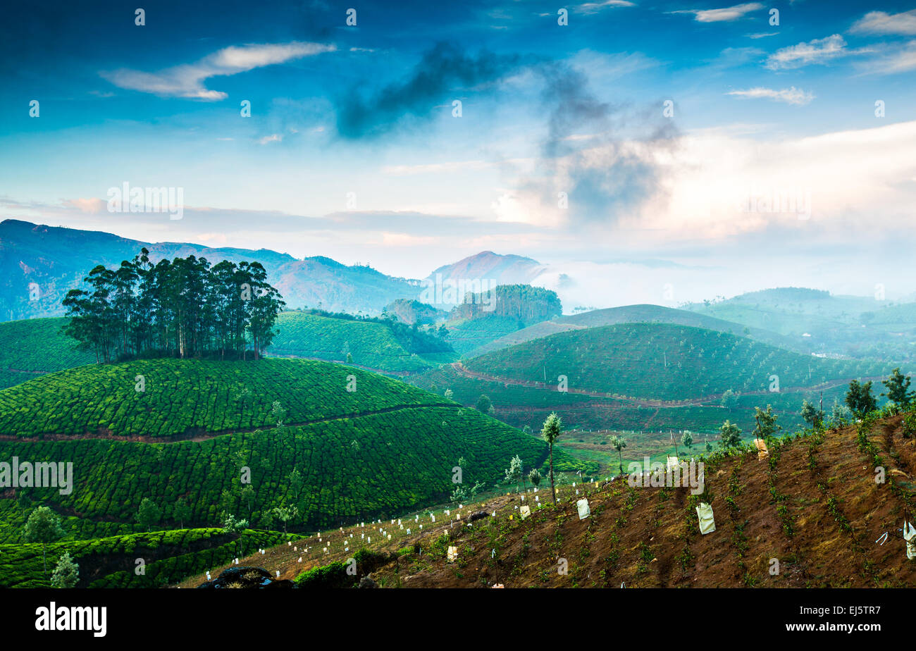 Le Paysage De Plantations De Th En Inde Kerala Munnar Photo Stock Alamy le-paysage-de-plantations-de-th-en-inde-kerala-munnar-photo-stock-alamy