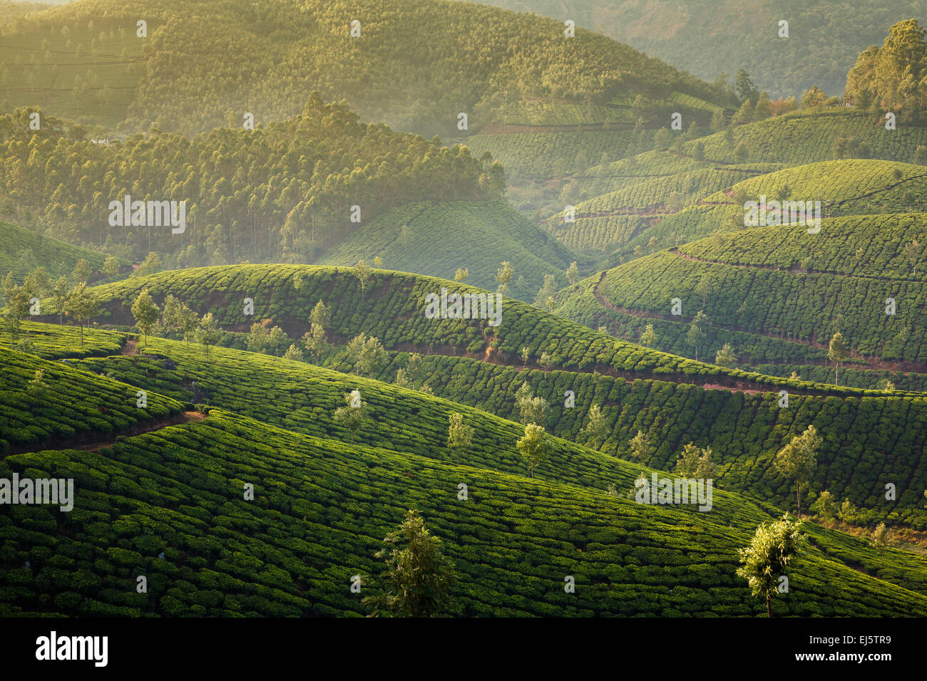 Le Paysage De Plantations De Th En Inde Kerala Munnar Photo Stock Alamy le-paysage-de-plantations-de-th-en-inde-kerala-munnar-photo-stock-alamy