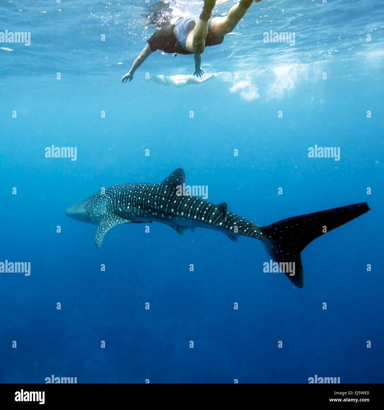 Requin-baleine (Rhincodon typus) avec les plongeurs, Maldives Banque D'Images