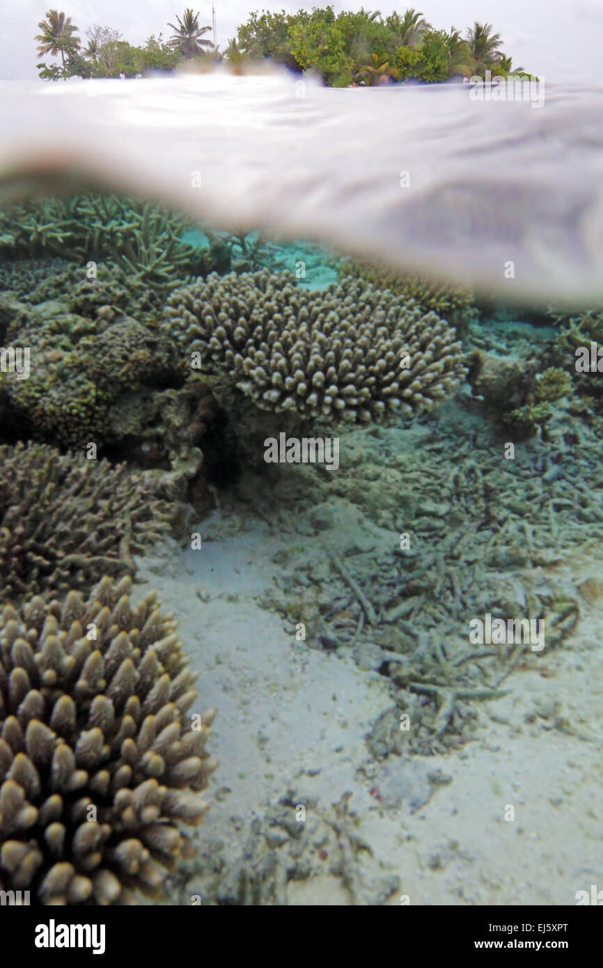 Scène sous-marine semi tropicales de l'île et de corail avec de petits poissons, Maldives Banque D'Images