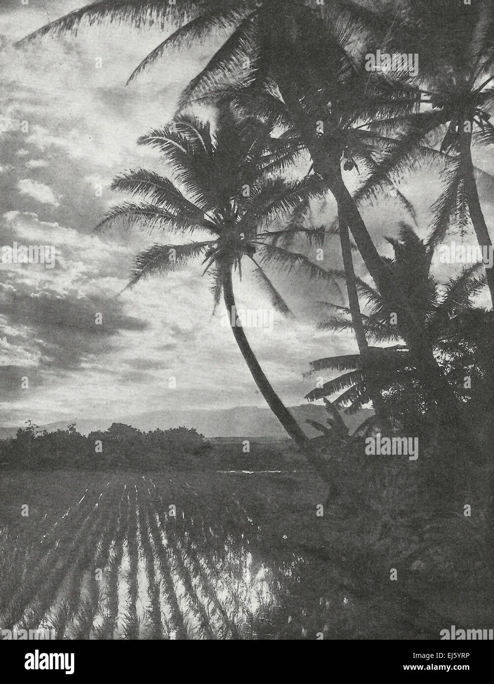 Les rizières et les cocotiers - Hawaii 1916 Banque D'Images