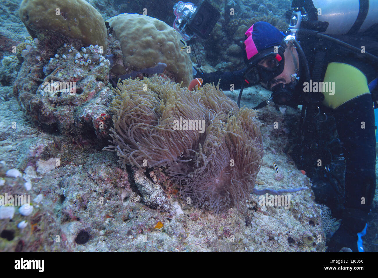 Les Maldives poisson clown (Amphiprion nigripes) dans une anémone de mer (Heteractis magnifica) et plongeur, Maldives Banque D'Images