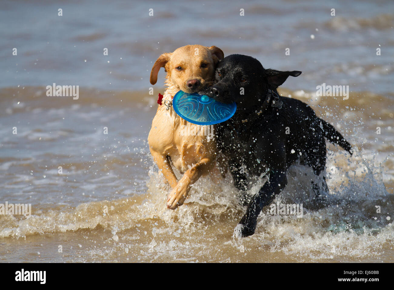 Les chiens jouant dans l'eau à la plage d'Ainsdale, Southport, Royaume-Uni. 22 mars, 2015. Météo britannique. Journée ensoleillée à marée haute et que les visiteurs de la plage Profitez d'une gamme d'activités. "Partage" Deux labradors animaux bénéficiant d'une station splash tout en récupérant un Frisbee Toy à partir de la mer. Banque D'Images