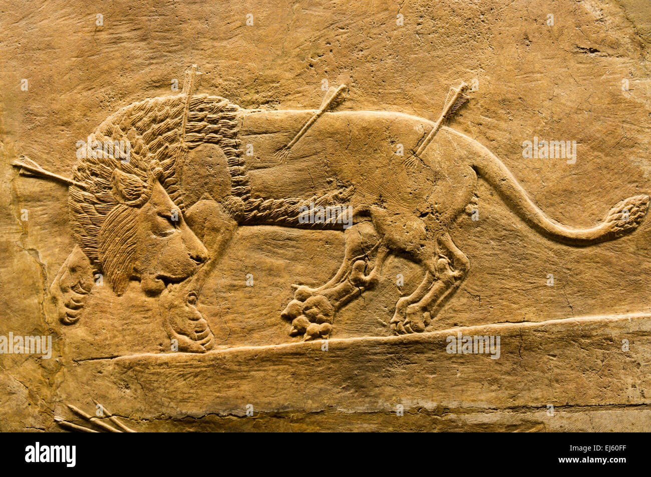 Détail de l'Assyrien de secours sculpté un Lion Royal Hunt. Datant de c645-635 BC. À l'origine dans la salle C de l'Palace, Ninive Banque D'Images